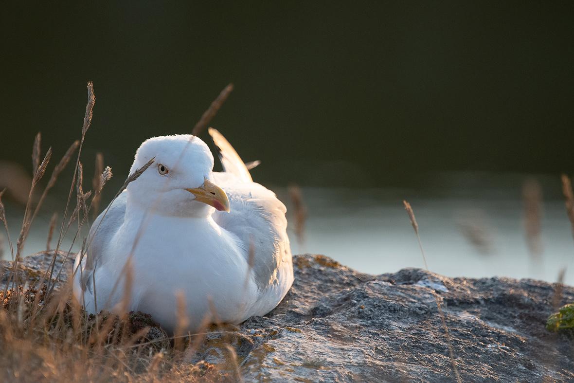 Journée de l’animal domestique et sauvage