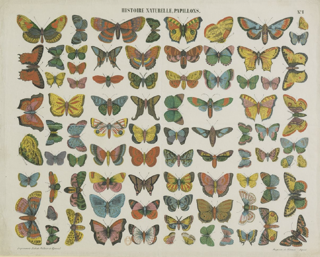 Planche de papillons