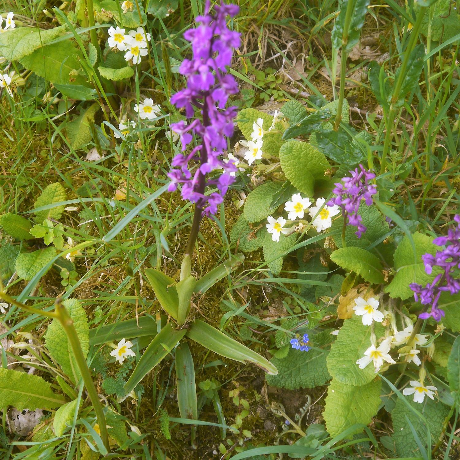 Photographie d'une fleur