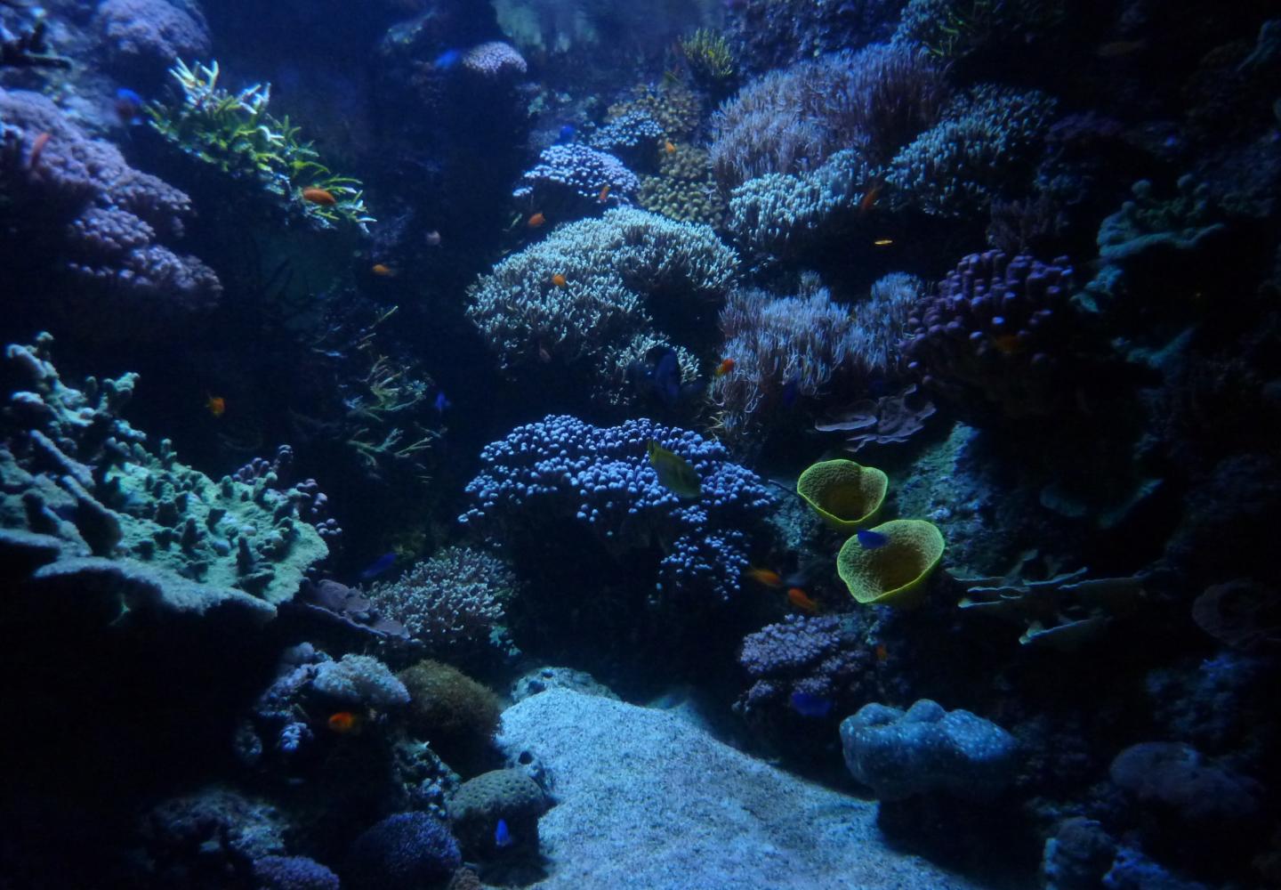 « Harmonyse : l’harmonie des abysses » 