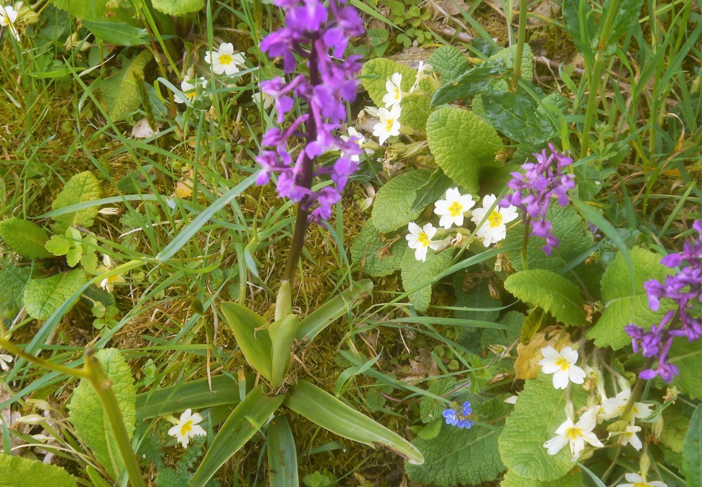 Photographie d'une fleur