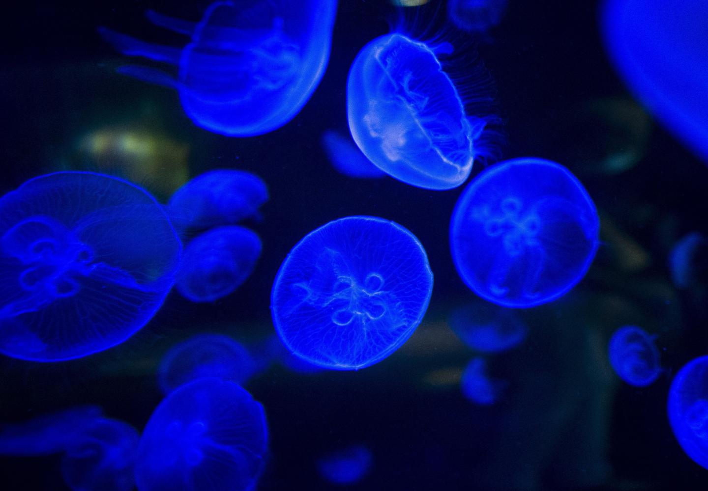 bioluminescence