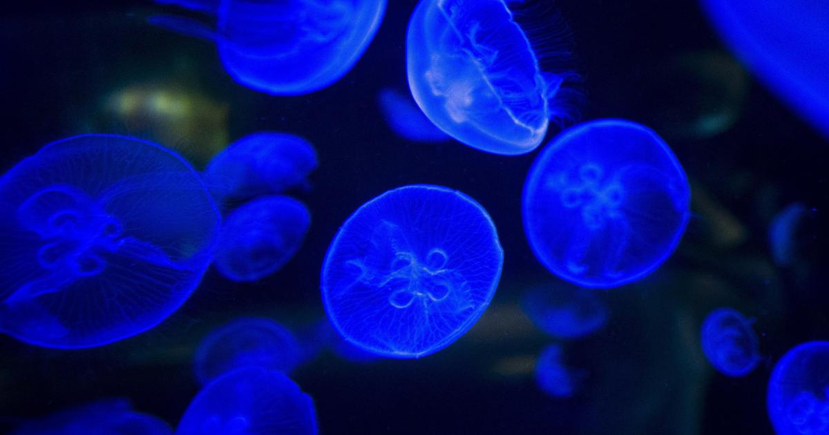 Nuit abyssale ou la découverte de la bioluminescence marine | Ateliers ...